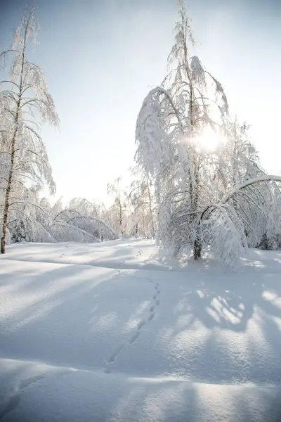 Hiver Froid Enneigé Dans Forêt — Photo