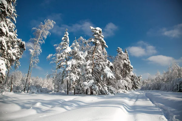 Hiver Froid Enneigé Dans Forêt — Photo