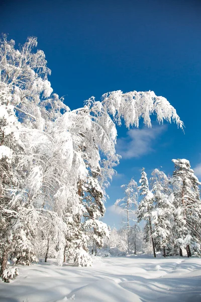 Лесу Холодная Снежная Зима — стоковое фото