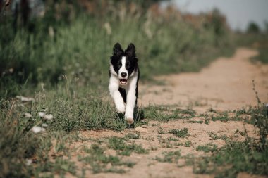 Siyah-beyaz sınırda köpek yavrusu tarlada koşuyor.