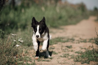 Siyah-beyaz sınırda köpek yavrusu tarlada koşuyor.
