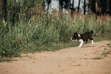Siyah-beyaz sınırda köpek yavrusu tarlada koşuyor.