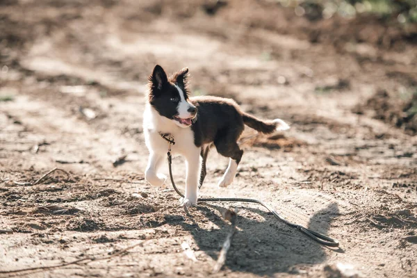 Fekete Fehér Határ Collie Kutya Kiskutya — Stock Fotó