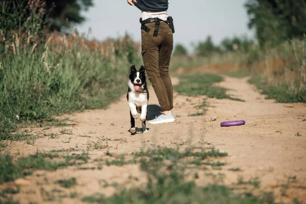 Svart Och Vit Gräns Collie Hund Valp Kör Fältet — Stockfoto