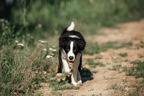 黒と白の境界線の犬の子犬 — ストック写真