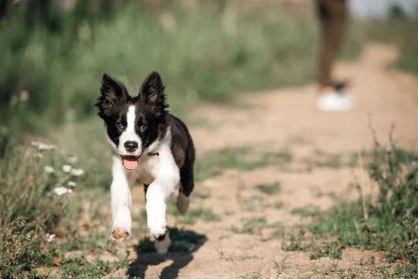 フィールドで実行されている黒と白の境界線の犬の子犬 — ストック写真