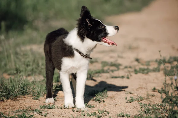 Zwart Witte Rand Collie Hond Puppy — Stockfoto