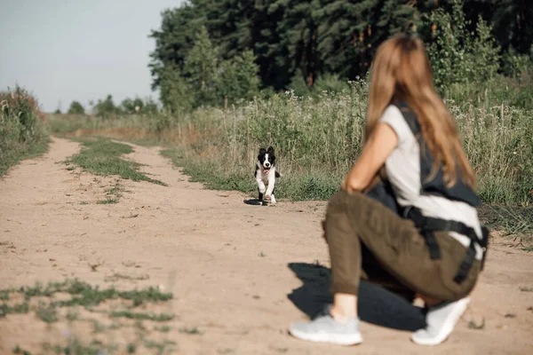 Dziewczyna Szkolenie Czarny Biały Granica Collie Pies Szczeniak — Zdjęcie stockowe