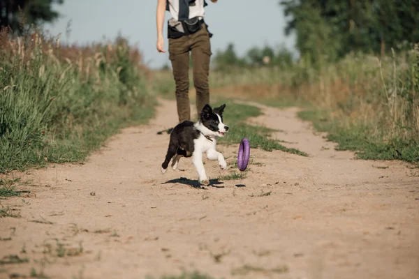 Svart Och Vit Gräns Collie Hund Valp Fält Med Puller — Stockfoto