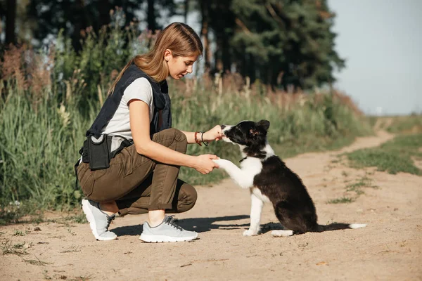 Flicka Utbildning Svart Och Vit Gräns Collie Hund Valp — Stockfoto