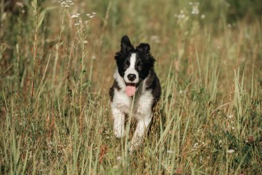 Siyah-beyaz sınırda köpek yavrusu tarlada koşuyor.