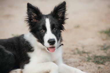 Siyah-beyaz sınırlı çoban köpeği yavrusu