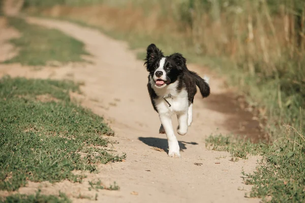 Чорно Біла Прикордонна Цуценя Собак Біжить Полі — стокове фото