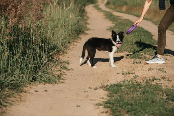 Flicka Utbildning Svart Och Vit Gräns Collie Hund Valp — Stockfoto