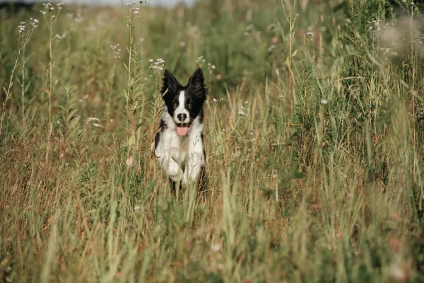 Siyah Beyaz Sınırda Köpek Yavrusu Tarlada Koşuyor — Stok fotoğraf