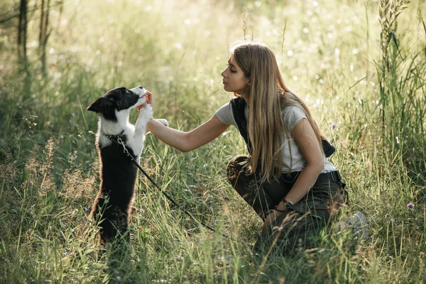 Flicka Utbildning Svart Och Vit Gräns Collie Hund Valp — Stockfoto