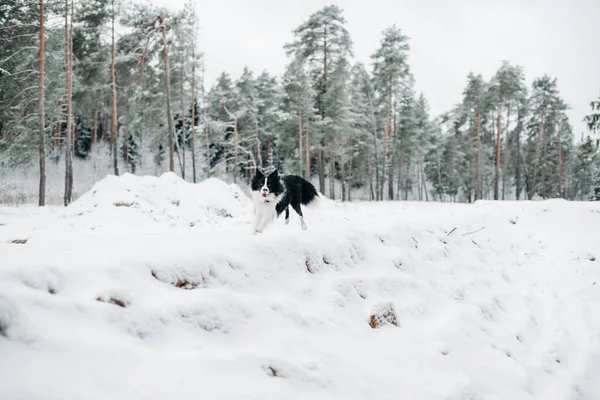 Czarno Biała Granica Collie Pies Działa Śnieżnym Lesie Winer — Zdjęcie stockowe