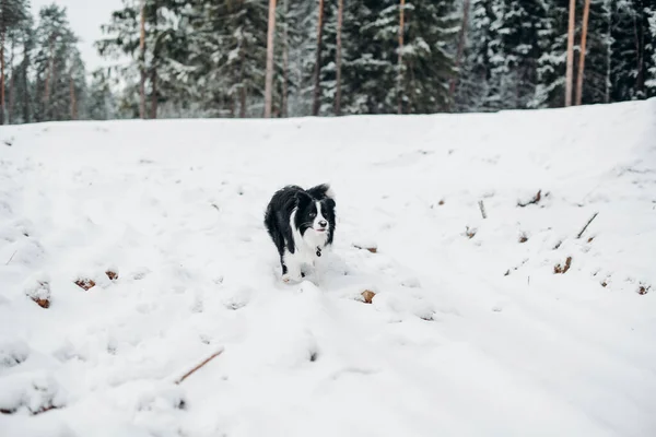 Svart Och Vit Gräns Collie Hund Kör Snöig Winer Forest — Stockfoto