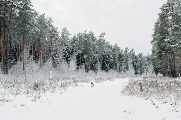Chien Collie Frontière Noir Blanc Courant Dans Forêt Viticole Enneigée — Photo