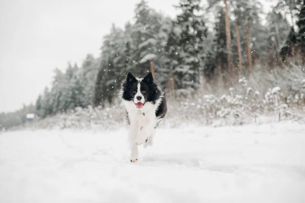 Chien Collie Frontière Noir Blanc Courant Dans Forêt Viticole Enneigée — Photo