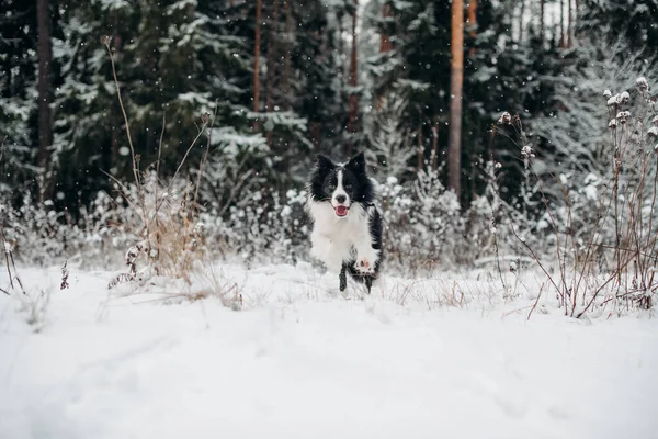 Черно Белая Колли Собака Бежит Заснеженном Лесу — стоковое фото