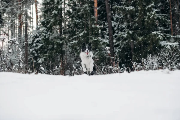 Czarno Biała Granica Collie Pies Działa Śnieżnym Lesie Winer — Zdjęcie stockowe