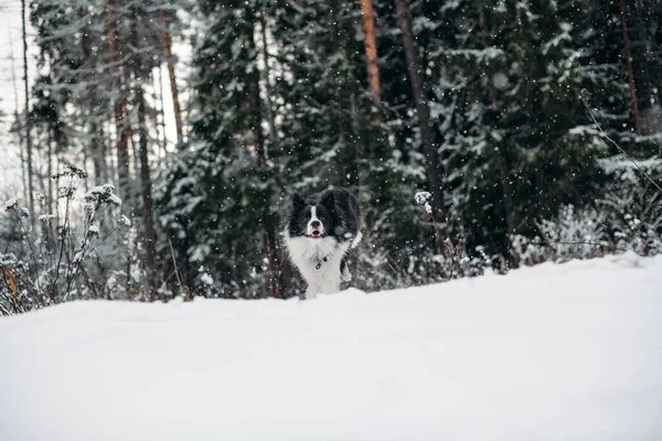 Black White Border Collie Dog Running Snowy Winer Forest — Fotografia de Stock