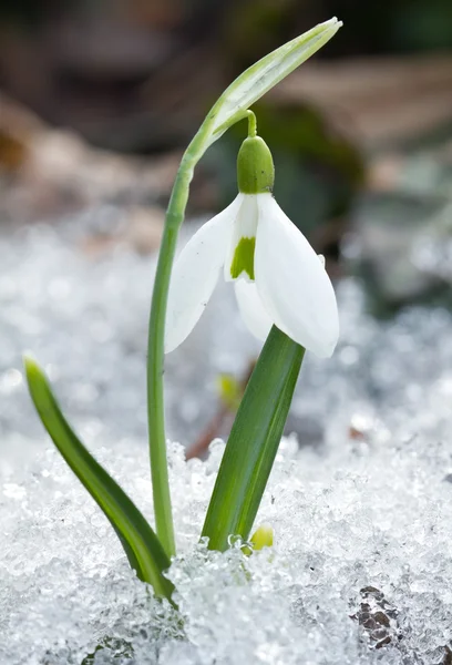 Flores brancas da gota de neve — Fotografia de Stock