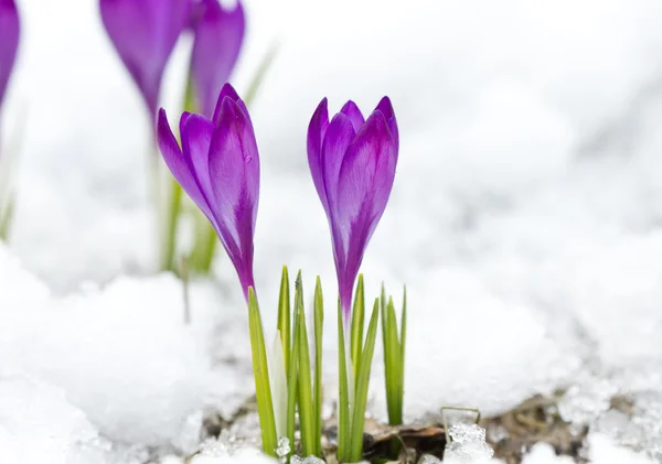 Veilchenfrühlingskrokusse — Stockfoto