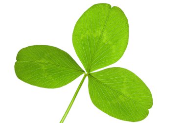 yonca yaprağı izole