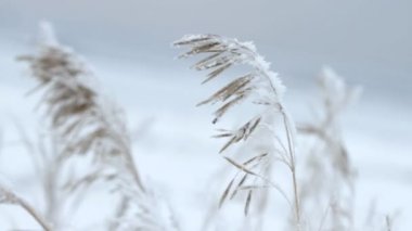 Reed buzla kaplı