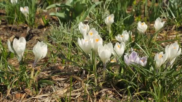 Hermosos cocodrilos blancos — Vídeos de Stock