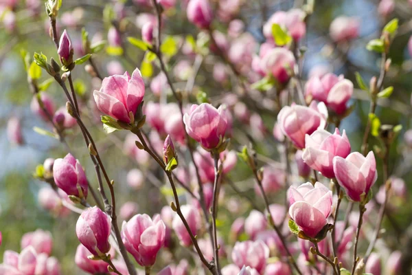 Magnolia blommor blomma — Stockfoto