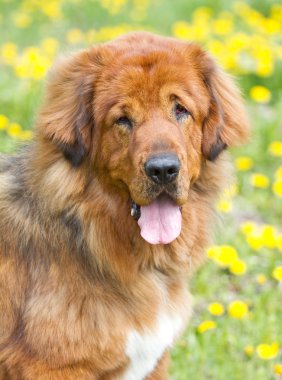 Newfoundland köpek doğurmak
