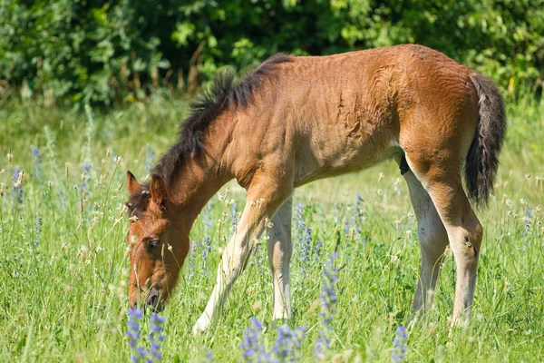 Bella puledro pascolo — Foto Stock