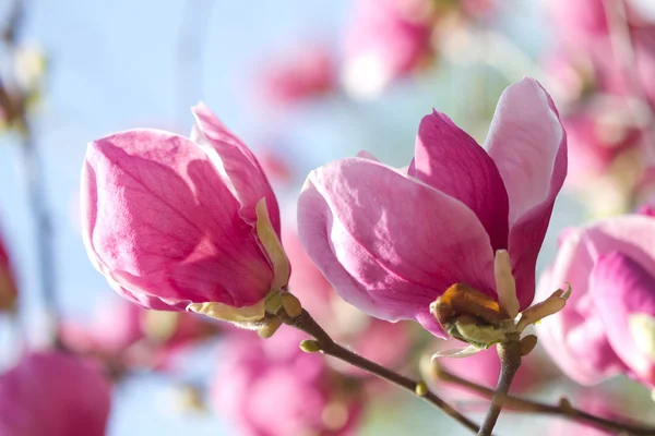Magnolia λουλούδια ανθών — Φωτογραφία Αρχείου