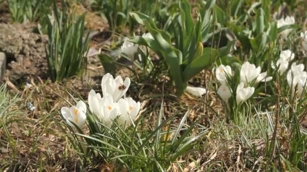 Hermosos cocodrilos blancos — Vídeos de Stock