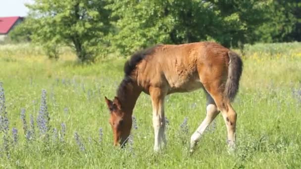 Bambino cavallo pascolo — Video Stock