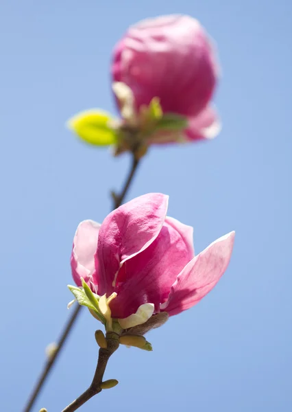 Magnolia λουλούδια ανθών — Φωτογραφία Αρχείου