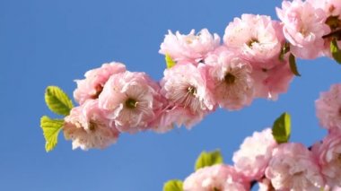 çiçeği pembe sakura