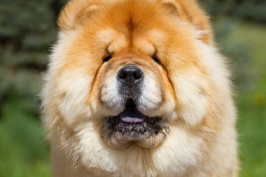 dog chow chow portresi