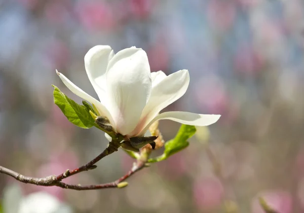 玉兰花开 — 图库照片