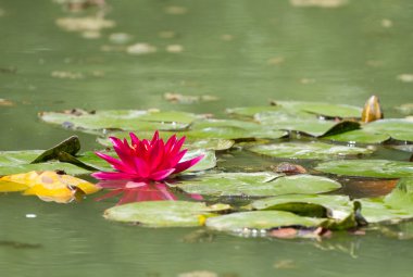 Güzel kırmızı lotus
