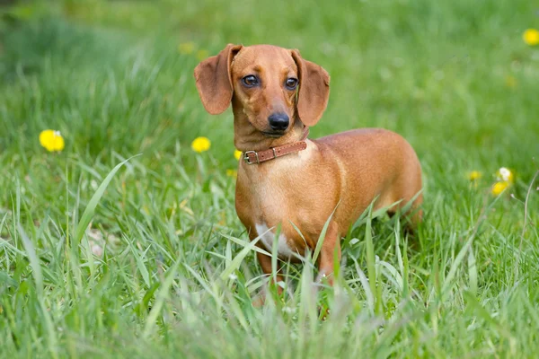 Schöner Dackelhund — Stockfoto