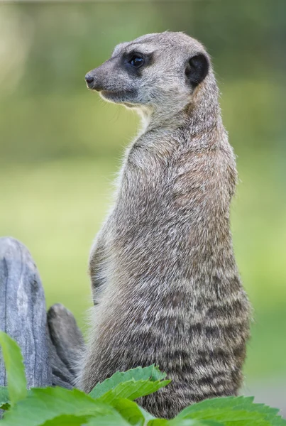 Meerkat duduk di atas tunggul — Stok Foto