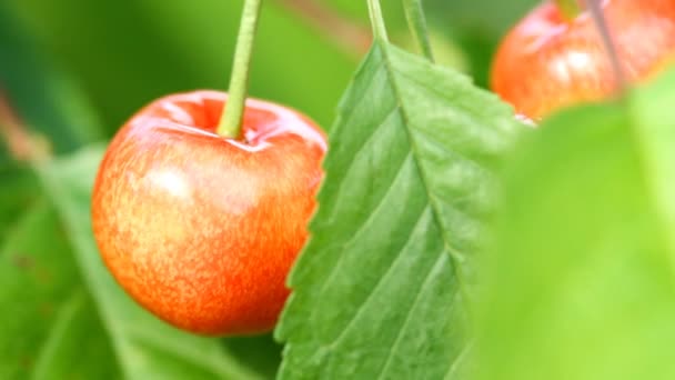 Red cherry fruit — Stock Video