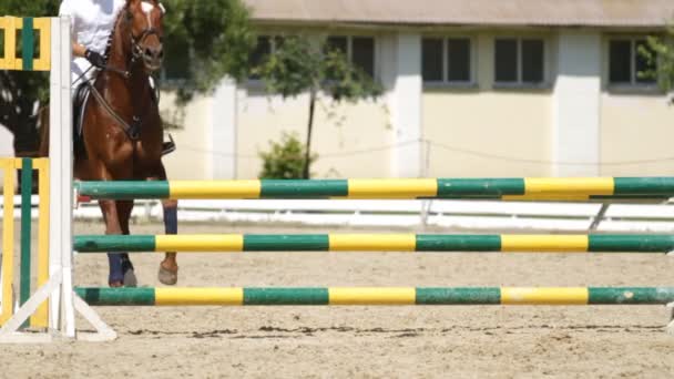 Pferd springt auf eine Hürde. — Stockvideo