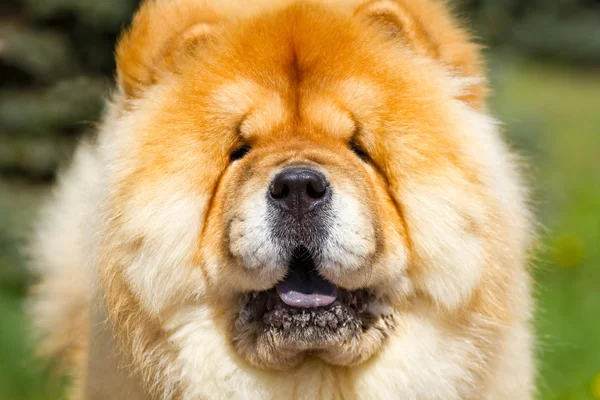 Portrét dog chow chow — Stock fotografie