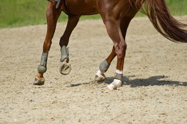 Dressuur paard — Stockfoto