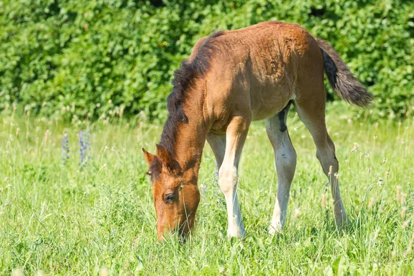 Beautiful foal pasture — Stock Photo, Image